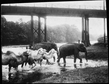 A menagerie of animals watering in the River Ure