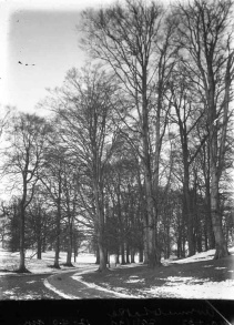 Ripon, track lined by trees